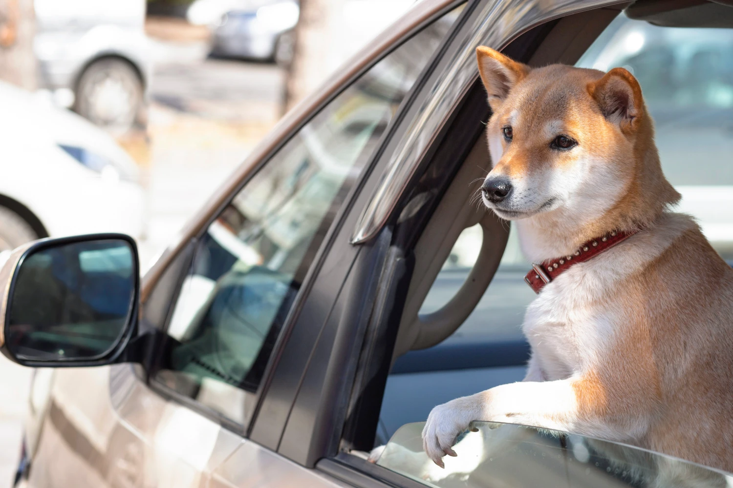 Hyundai Palisade Dog Car Seat for Shiba Inu