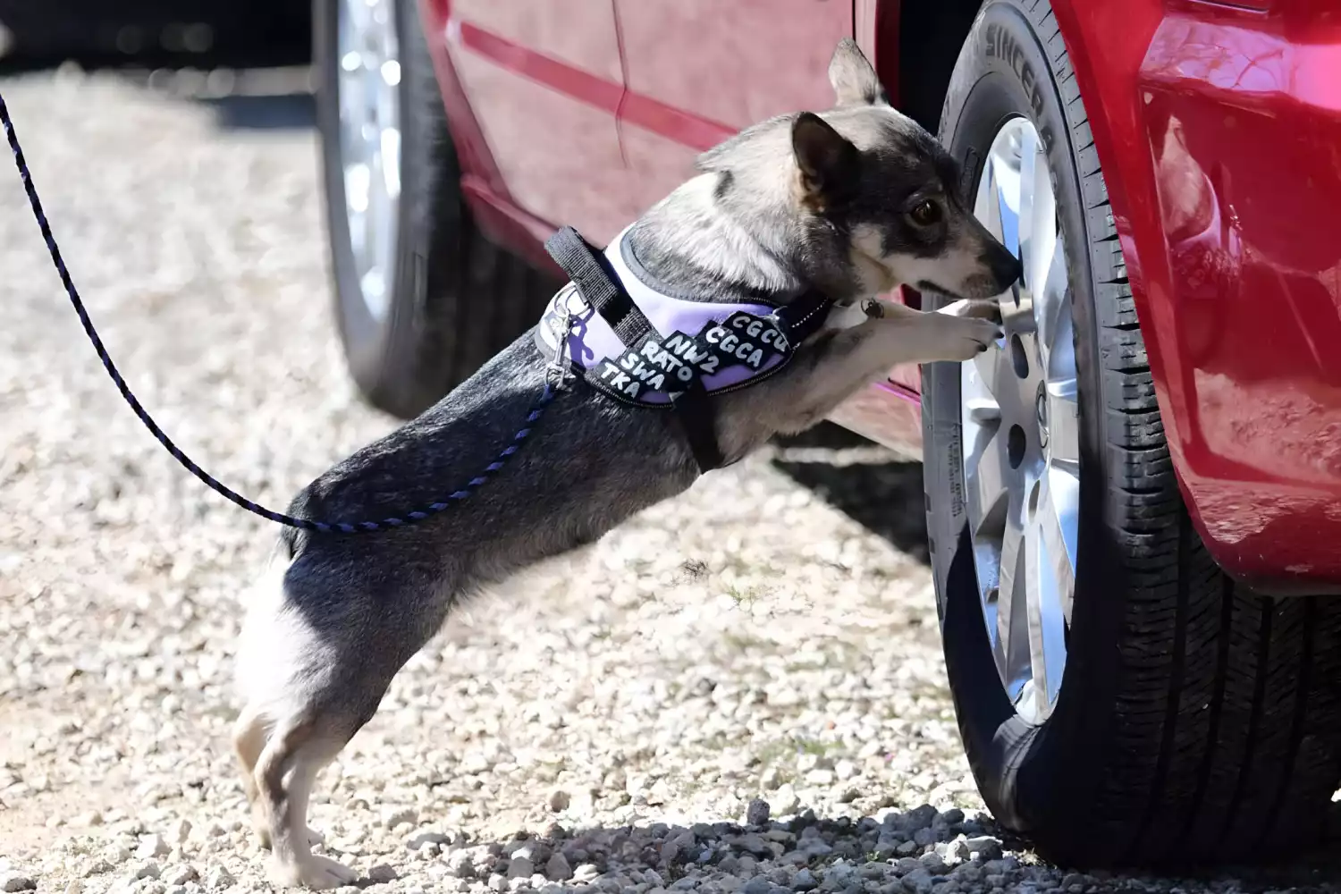 Buick Encore Dog Carrier Car Seat for Swedish Vallhund